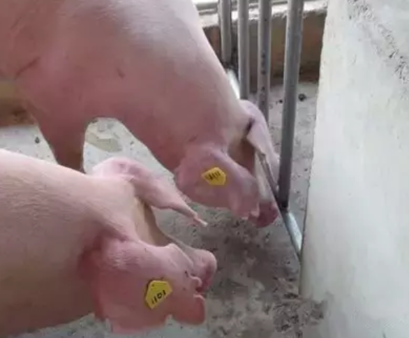 RFID-[動物世界]